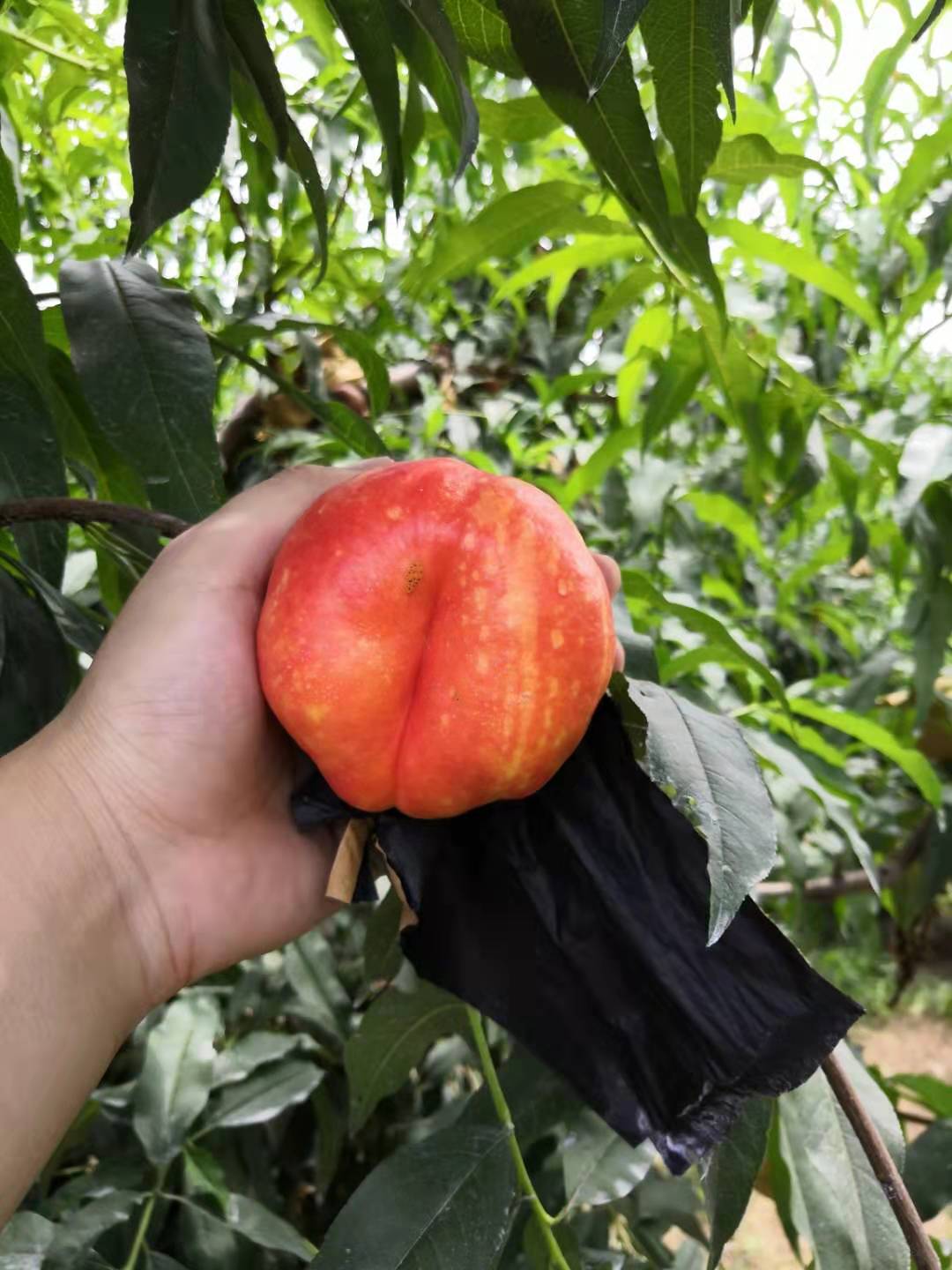 中油蟠77号油蟠9油蟠桃成熟了