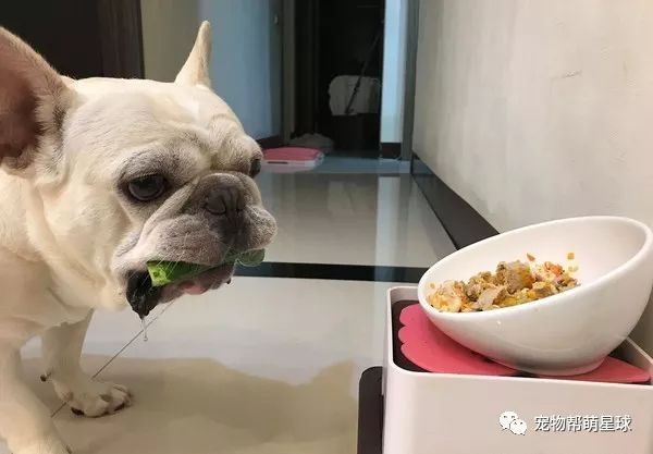 贪吃的小法斗"兔呸",这天面临了狗生最大的抉择:一边是嘴巴里的小黄瓜