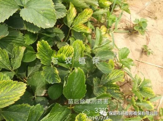 与农技术应对草莓除草剂药害与农植保有妙招