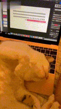 猫按键盘的表情包图片