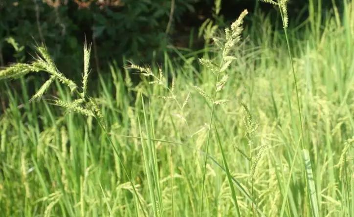 败家子中的"败"就是稗子演变过来的,因为它跟稻子争养分.