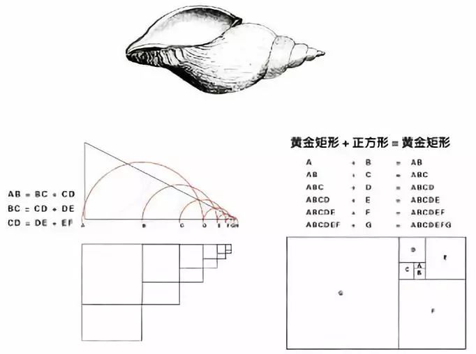 爱设计小课堂|来测测你的长相是不是"黄金分割"?