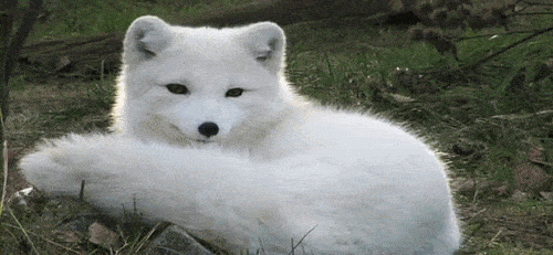 白狐表情包 动态图片