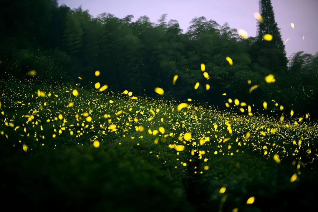 萤火虫怕光,因此美岕的生态区域没有安装路灯,行进间可以留意脚下铺设
