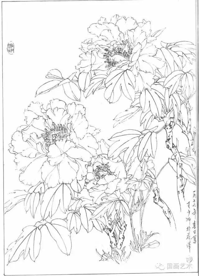 分享一组牡丹白描作品,值得珍藏