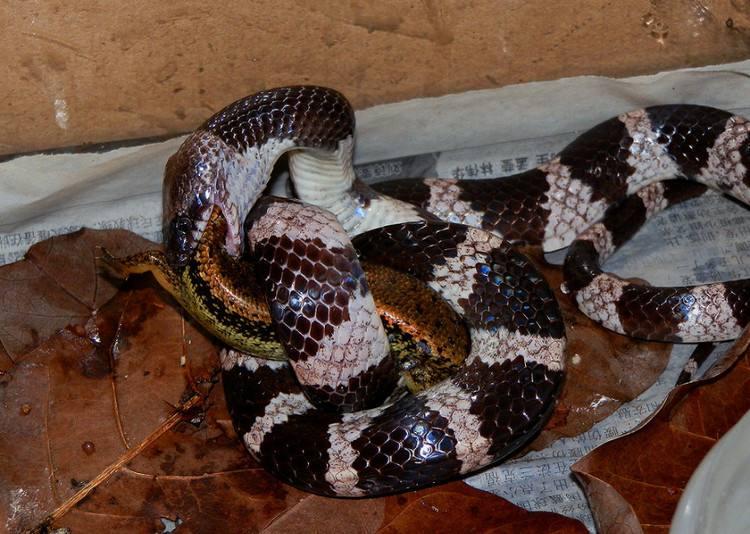 农村老人说,银环蛇千万不能惹环数是单数的,这是真的吗?为什么