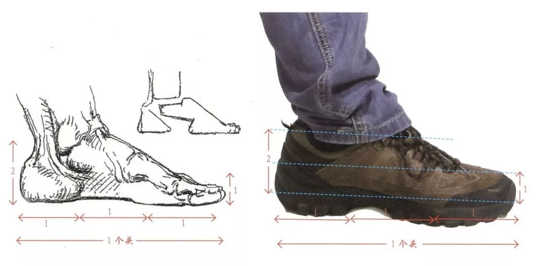 腳的結構丨這裡很多隻腳請了解下