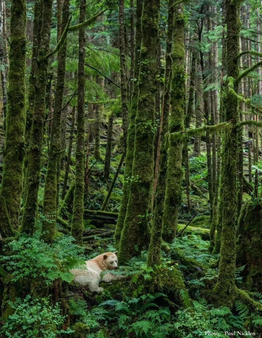 一生一次!《美国国家地理》推荐加拿大bc省七大野奢玩法