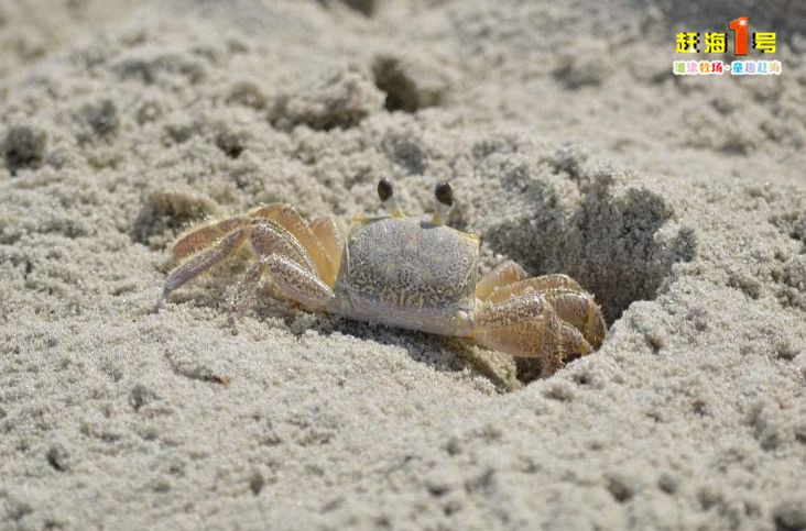在赶海一号的沙滩上有着一个个"小黑洞",藏着大小不一的沙马蟹,抓一把