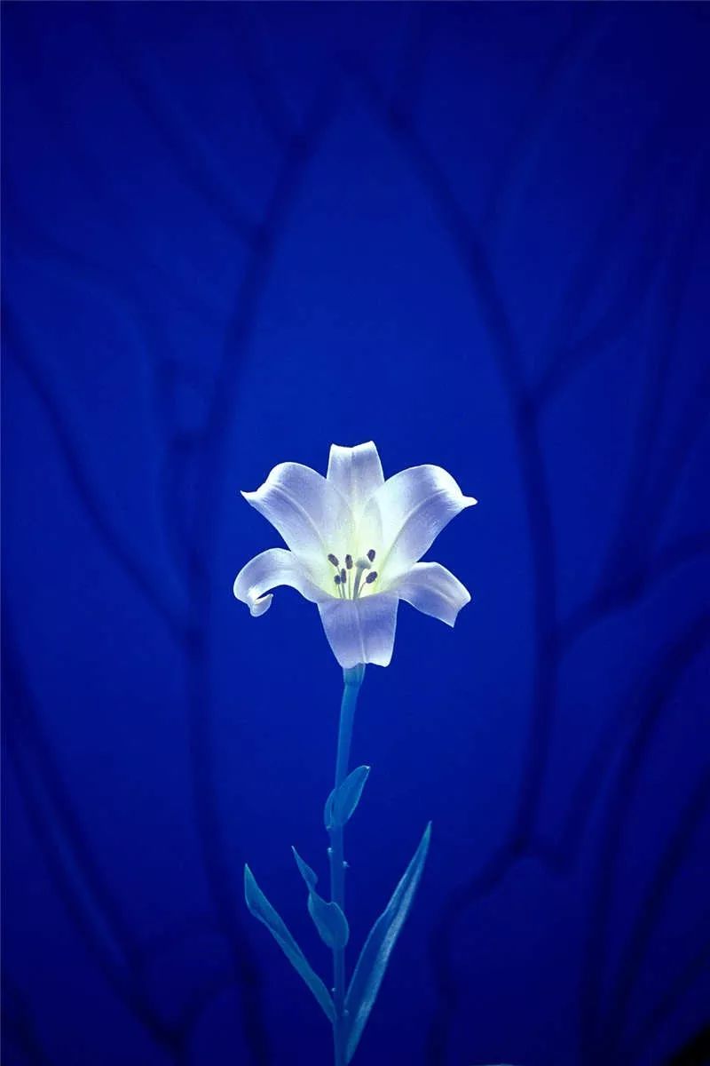 石广智的摄影作品,让我们看到了他营造意境的心思是如此细腻而唯美