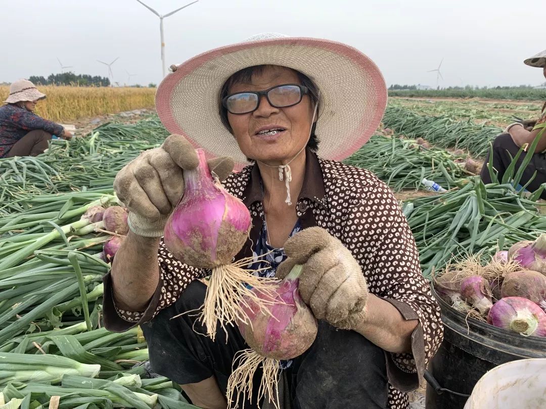 鲜辣脆爽,蘸酱,凉拌,炝炒都够味!_洋葱