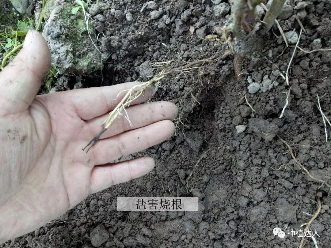 葡萄生根这样做才对