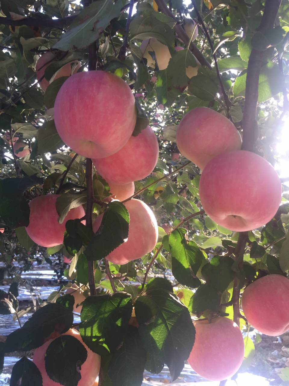 中国特产名录白水苹果