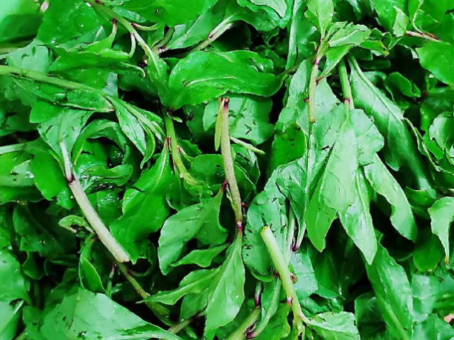 原创大叔家的上海菜清炒枸杞藤咸鲜清淡清脆爽口家人爱吃