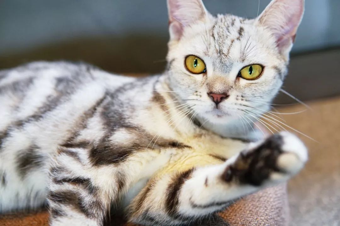 长沙撸猫好去处玄猫小精灵等你来撩猫片预警