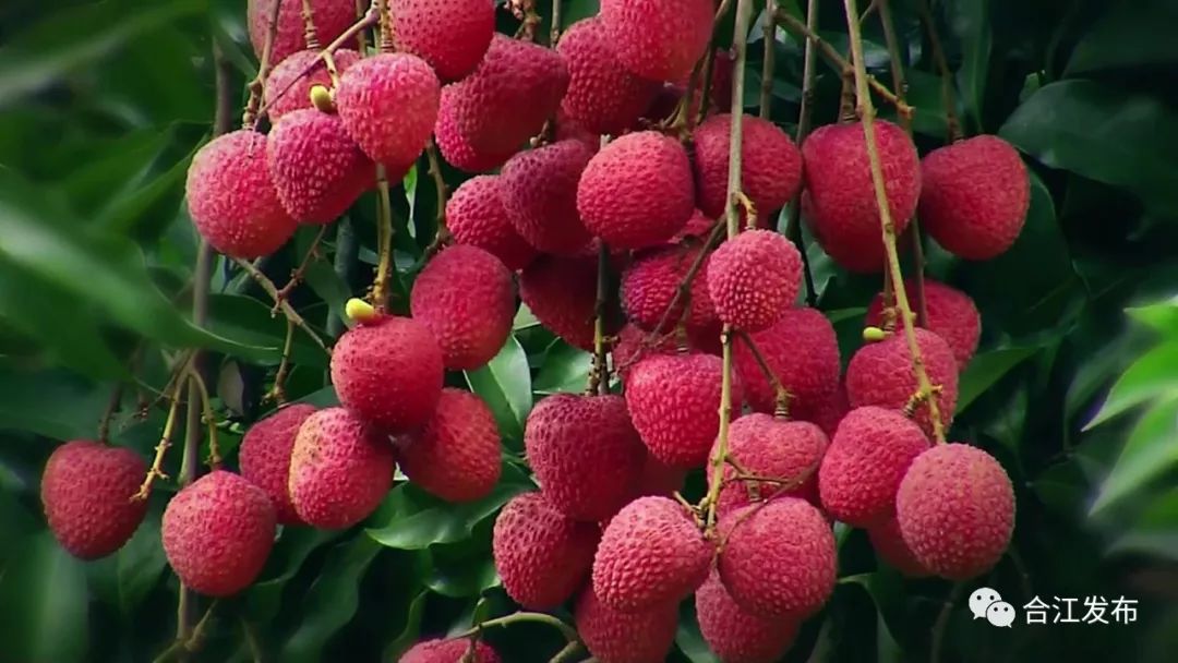 合江荔枝节已开启……到合江吃荔枝去!