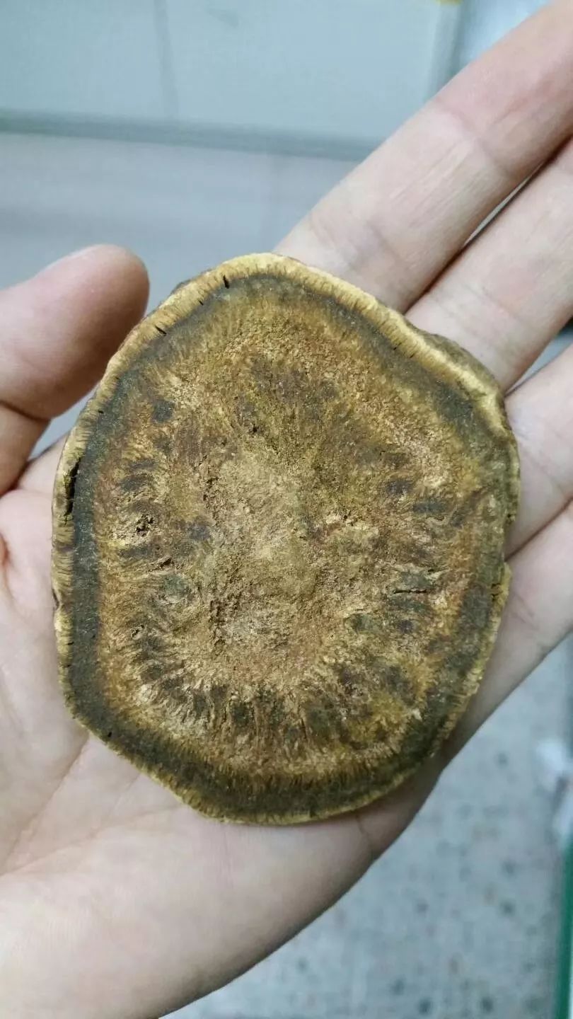 经方重磅张仲景本草学征求意见稿大黄示例