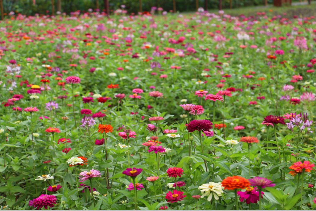 福利来了花已百日红教你拍照小技巧