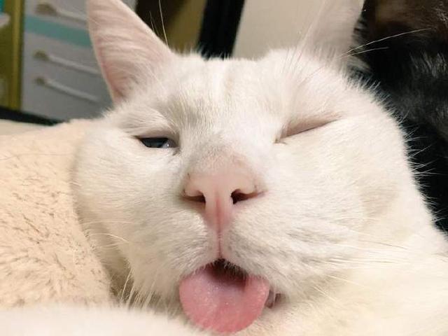 铲屎官怀疑自己养了只傻猫老是吐着舌头
