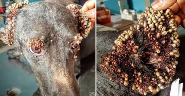 恐怖这种猫狗吸血鬼可能就在你脚边