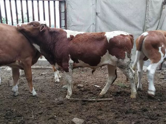 西门塔尔牛产仔母牛和公牛对比,大家看看哪个好?