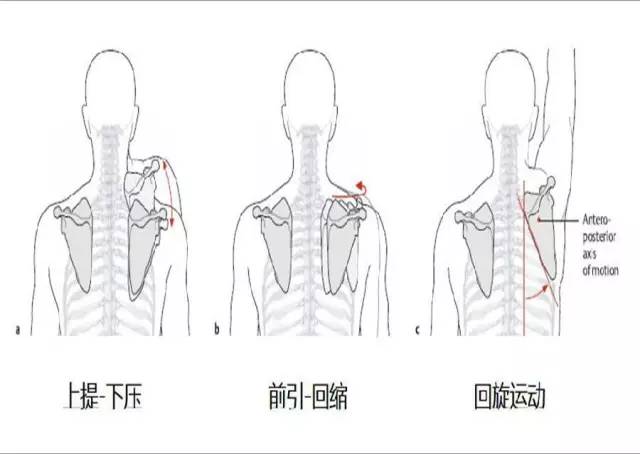 内旋肩胛骨:肩胛提肌,菱形肌,背阔肌,胸小肌外旋肩胛骨:上斜方肌,下