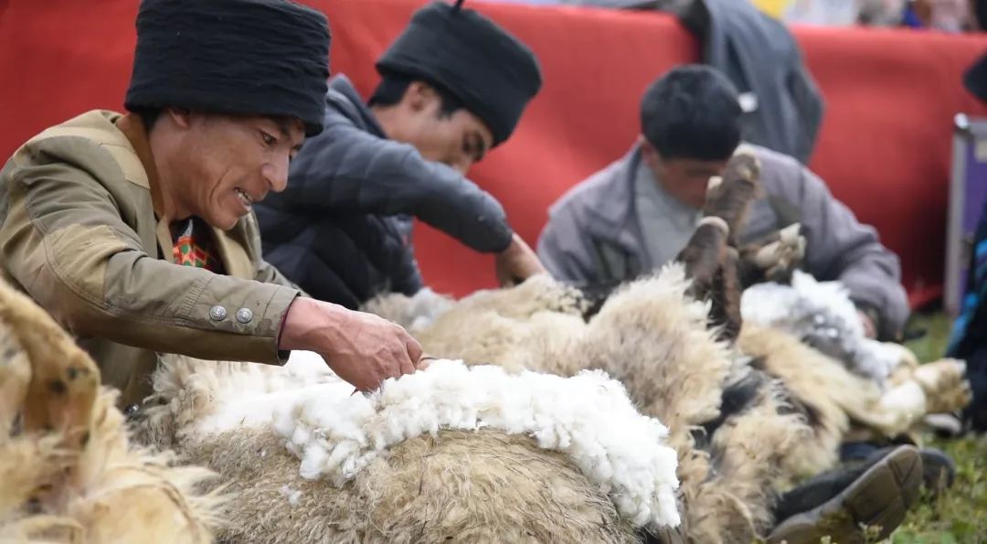 祈福安康美姑牧民高山上比拼剪羊毛