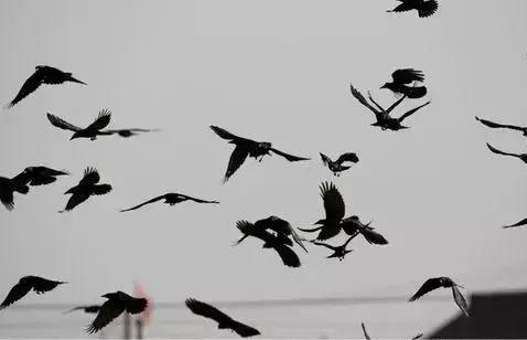 无聊是一种罪恶从水手到记者我被一只乌鸦改变了人生