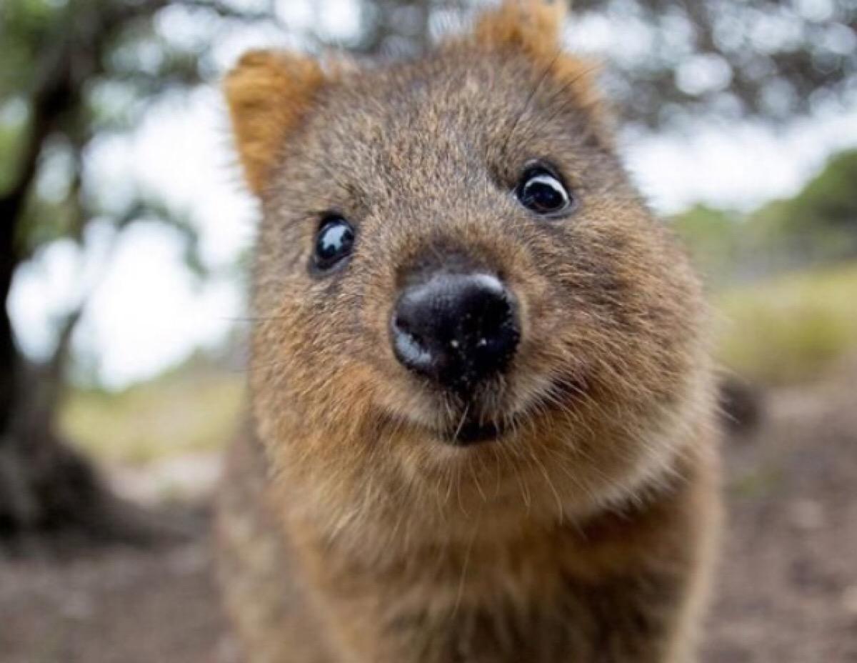 世界上最可爱的动物竟然濒临灭绝