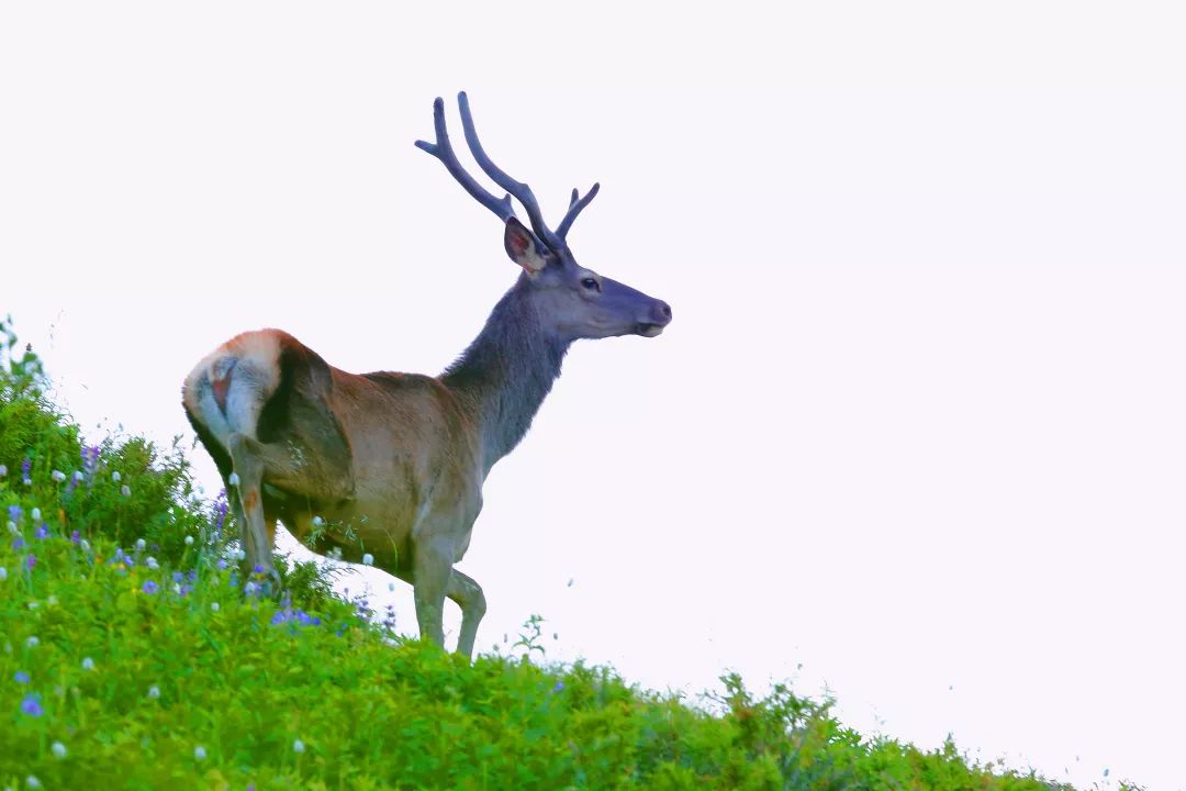 巴尔鲁克山 "萌物"亮相,有鹿角,还有桃心屁股哦!