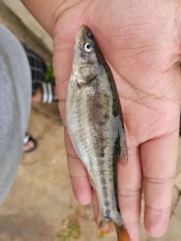 近日,云南曲靖一位钓友(@鱼乐133)钓到两条罕见的怪鱼,让人难分辨到底