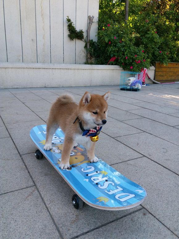 柴犬在玩滑板,主人"嫉妒"它能上去,把它放在高处下不来了