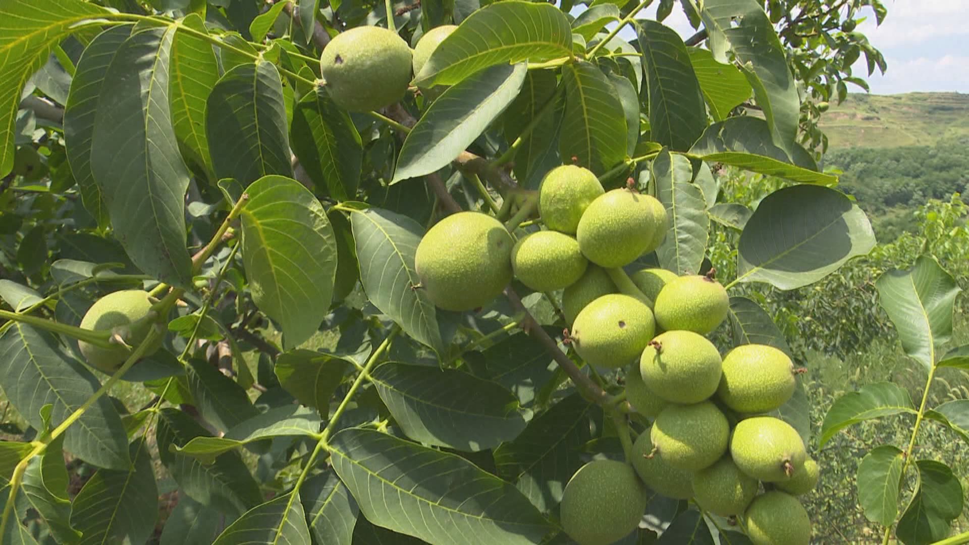 为核桃树页面喷洒农药,管理人员马建国告诉记者,夏季是病虫害高发期