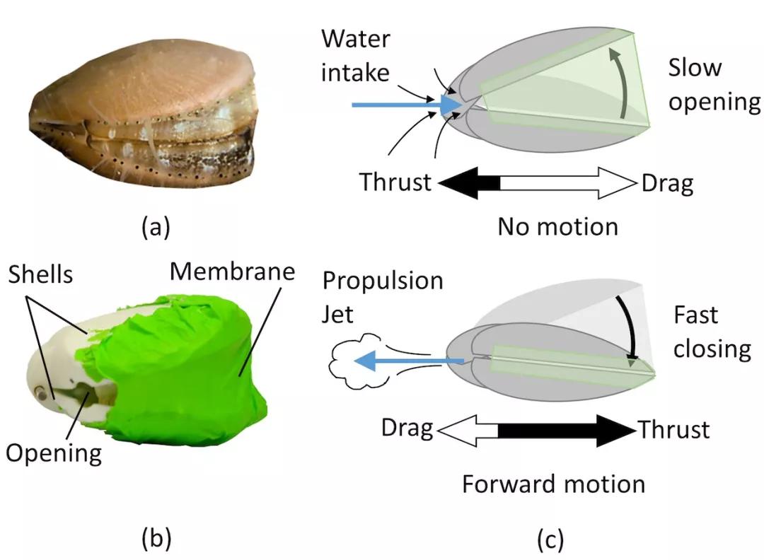 機器人魷魚和機器人扇貝展示仿生水下推進