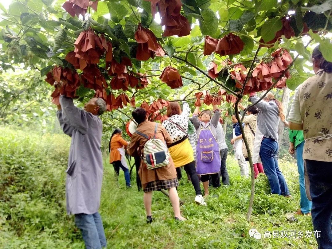 高县双河乡红心猕猴桃熟了采摘攻略新鲜出炉约起