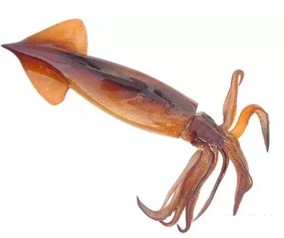 威海运都全球捕捞量最大的三种鱿鱼你都吃过吗