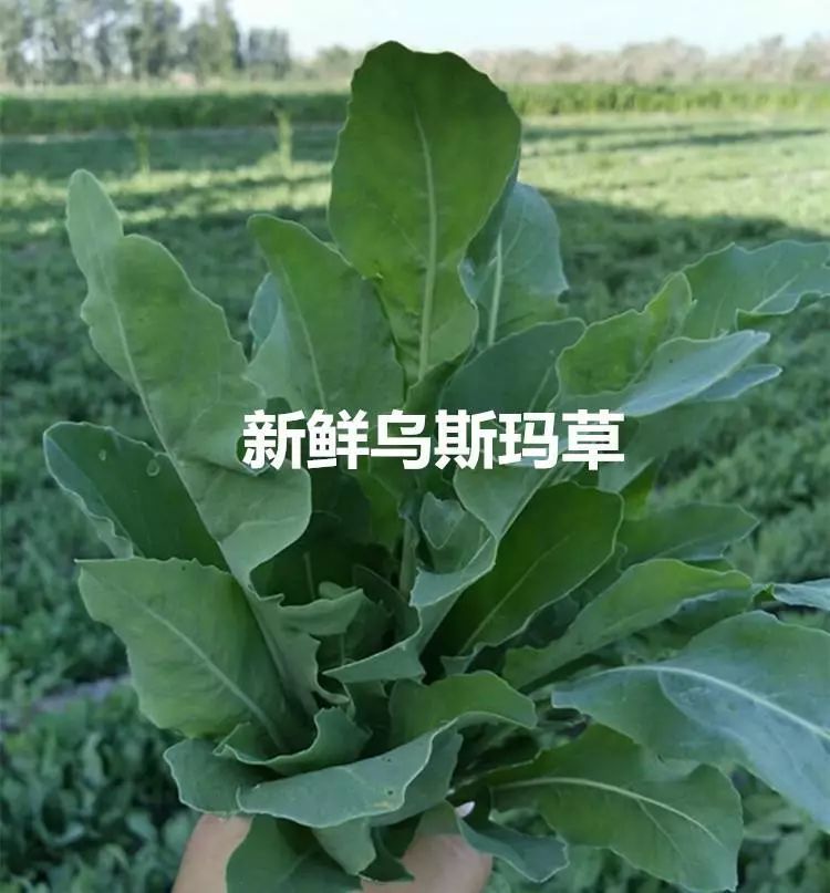 一直忍着没公布这个用一次就变漂亮的东西链接拿去