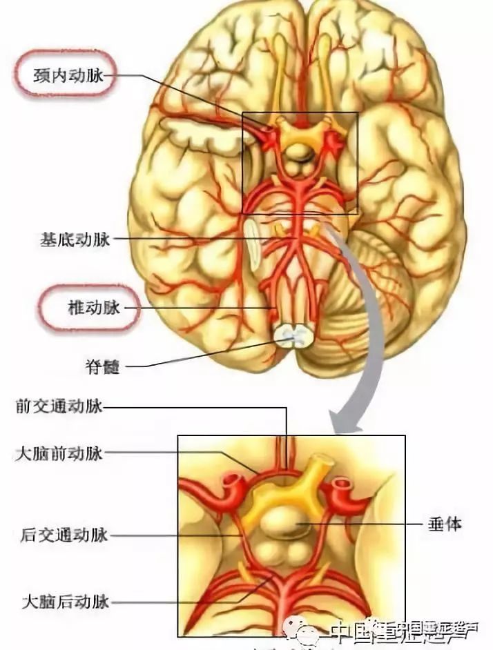 跬步千里through mon!重症超声规范9-颅脑血流的测量和评估