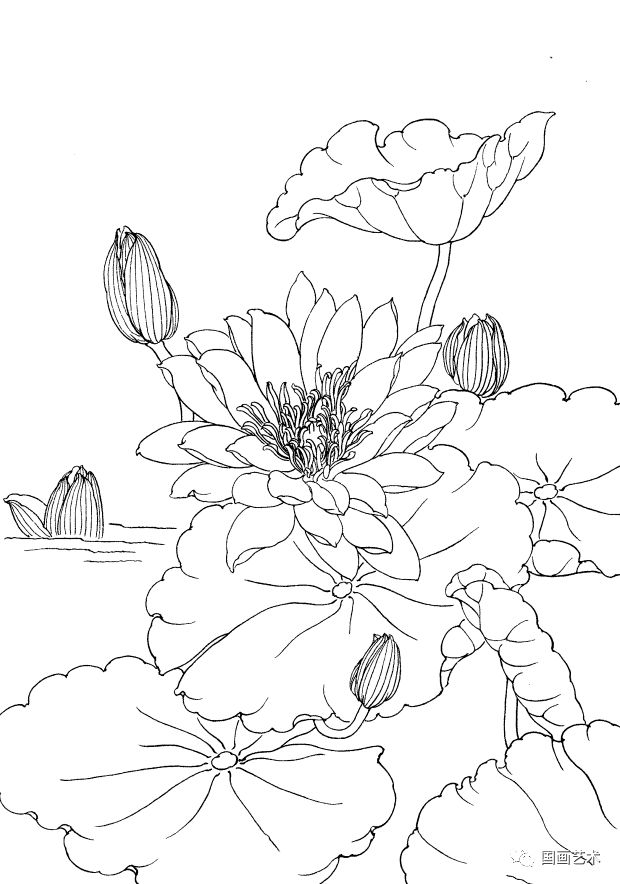 艺术课堂工笔睡莲画法步骤