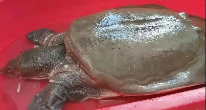 40斤湖州某村民抓获澡盆大的野生巨型甲鱼