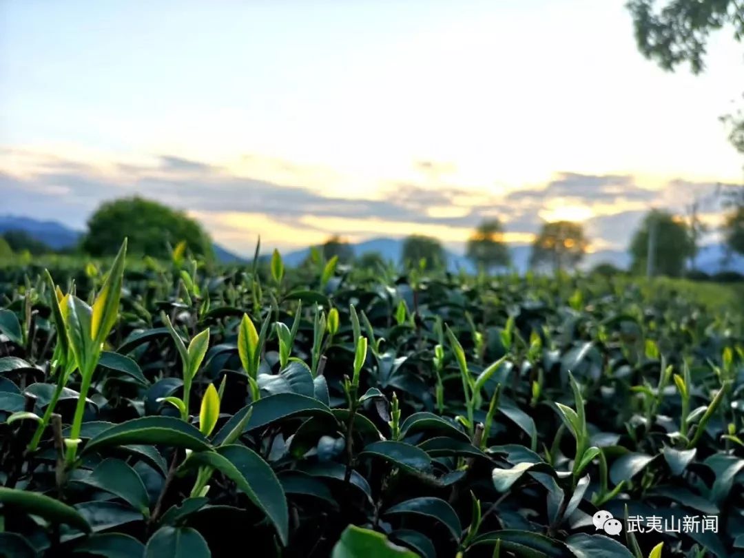 闽北一部手机掌控一片茶园