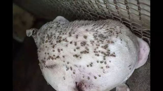 恐怖!这种猫狗吸血鬼可能就在你脚边……_莱姆病