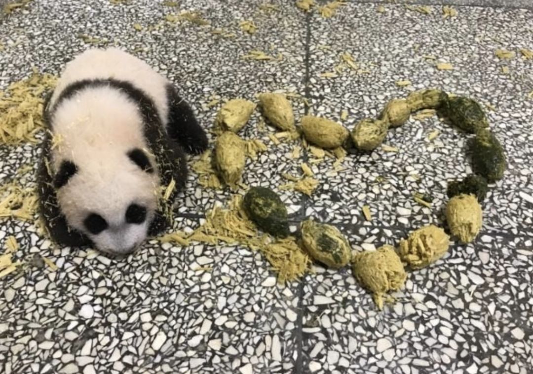 最近大熊猫儿们有点儿摸不着头脑——"把你的屎我的屎串一串,串一