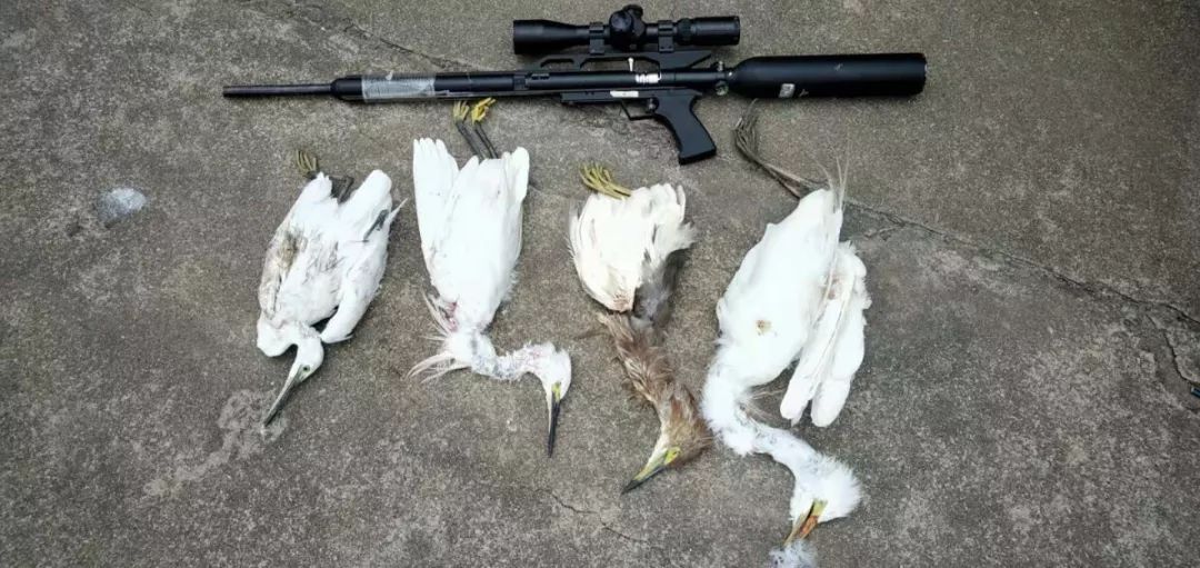 邓某芳,李某智,李某丰三人现场抓获将涉嫌非法持气枪狩猎的佛子山