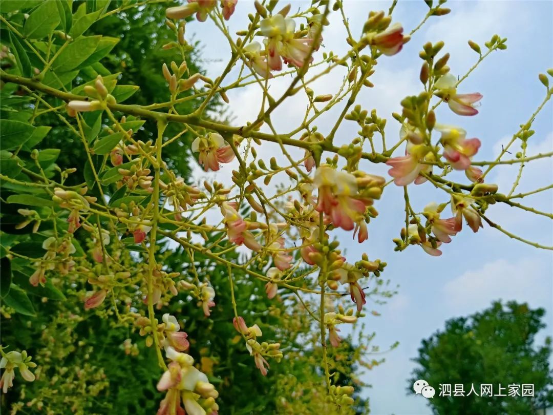 泗县马场山的传说图片