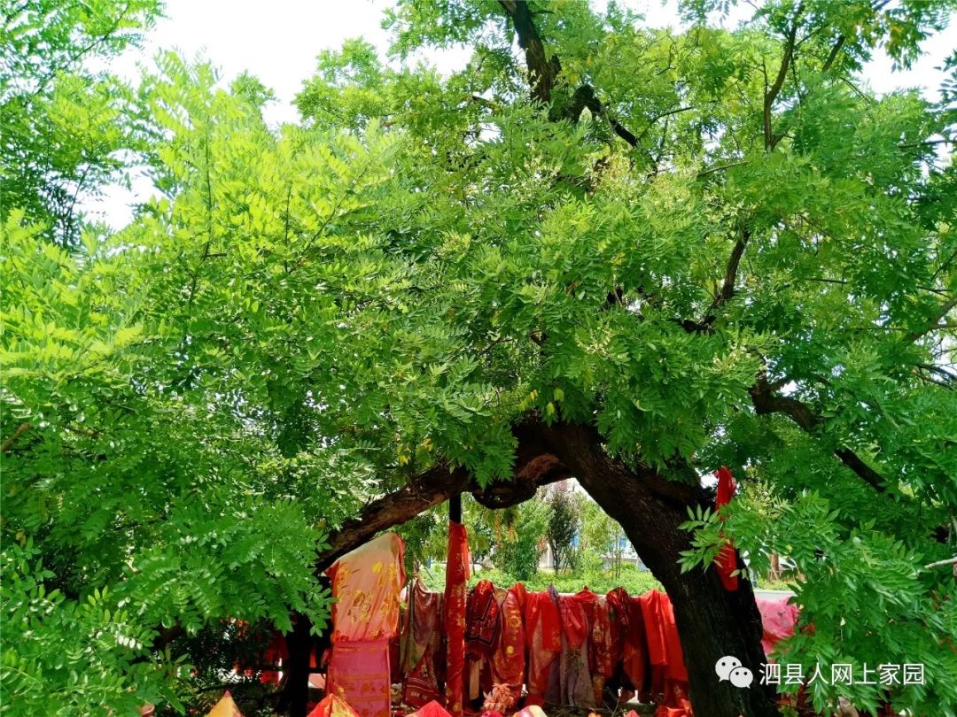 美好泗县千年古槐花儿香祥和泗县添美景