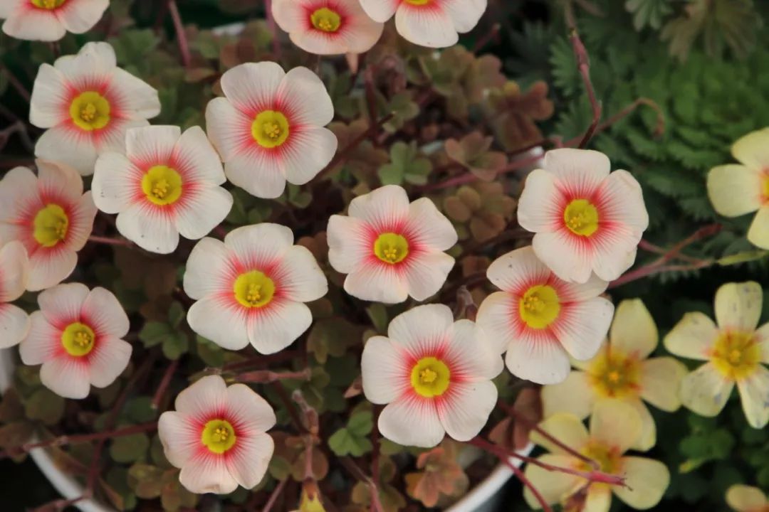 伊丽莎白oxalis obtusa'elizebeth'黄色花,喉部也是一圈水红,花期长