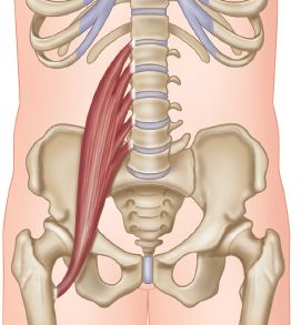 腰大肌功能:构成胸腔底层,吸气时将中心腱向下拉,增大胸腔体积