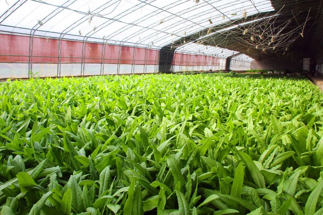 40座蔬菜大棚里,菠菜,油麦菜,大白菜等叶菜类蔬菜生机盎然;黄瓜