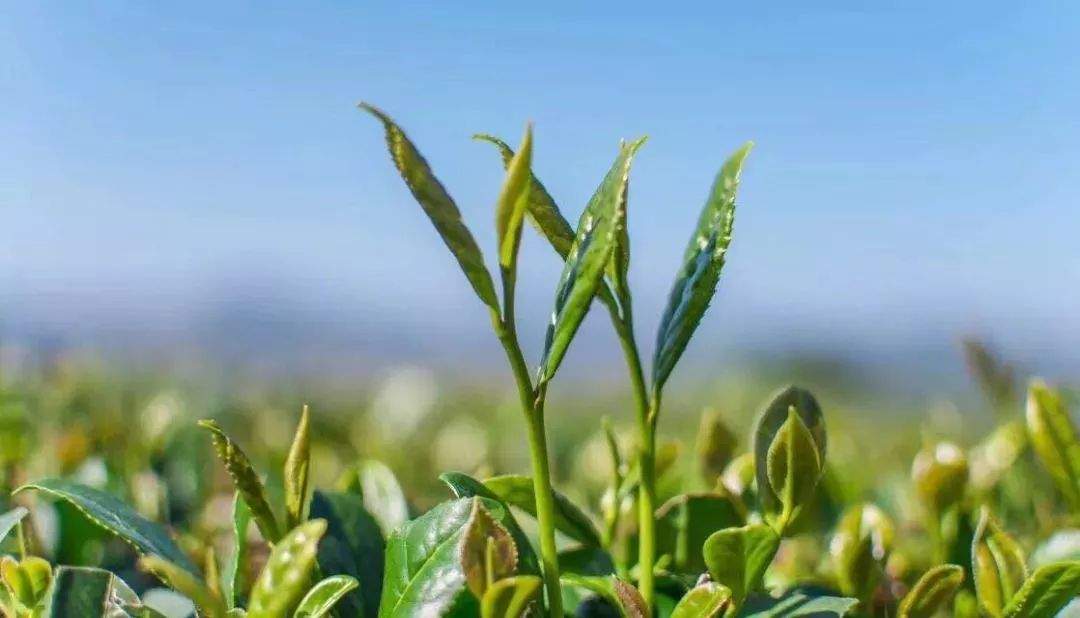 鐵觀音和綠茶的區別二者樹種不一樣,光看葉子就知道了,鐵觀音的葉子很